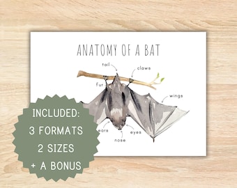 Bat anatomy of a bat homeschool printable montessori resource anatomy poster bat poster preschool activity classroom decor bat