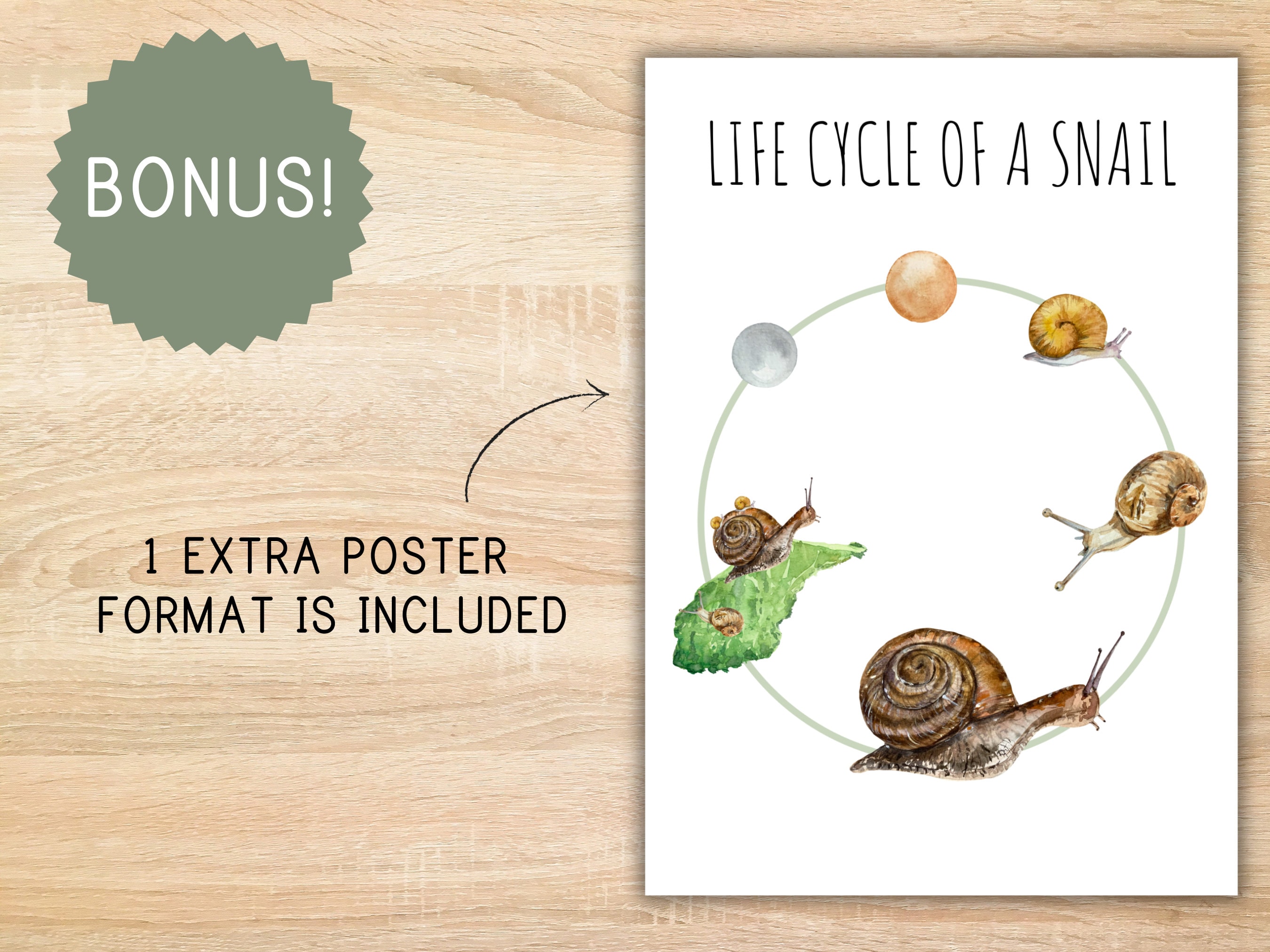 Life Cycle of a Snail Homeschool Printable Montessori Resource Life