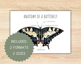 Anatomy of a butterfly homeschool printable montessori resource anatomy poster butterfly poster preschool activity classroom decor