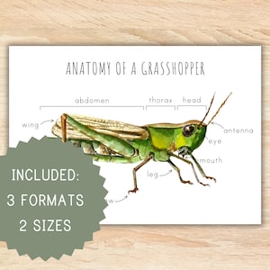 Anatomie einer Heuschrecke homeschool druckbare druckbare Montessori Ressourcen Anatomie Plakat Heuschrecke Plakat Vorschulaktivität Klassenzimmer Dekor