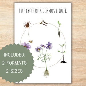 Life cycle of a flower homeschool printable montessori resource life cycle poster cosmos flower poster preschool activity classroom decor