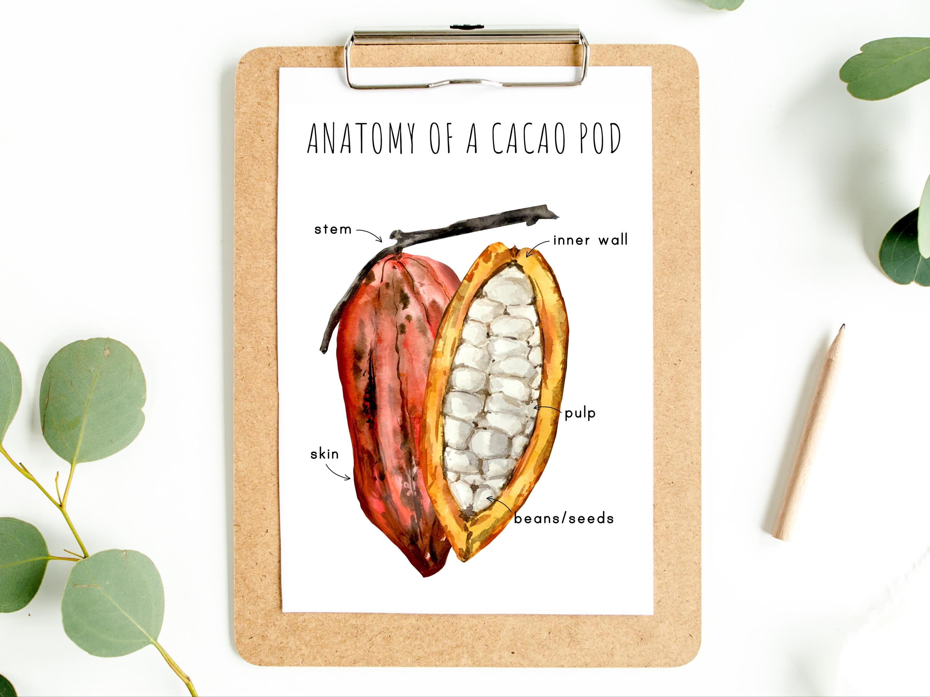Anatomy Of A Cacao Pod Homeschool Printable Montessori Resource Anatomy Anatomy Of A Cacao Pod Homeschool Printable Montessori Resource Anatomy