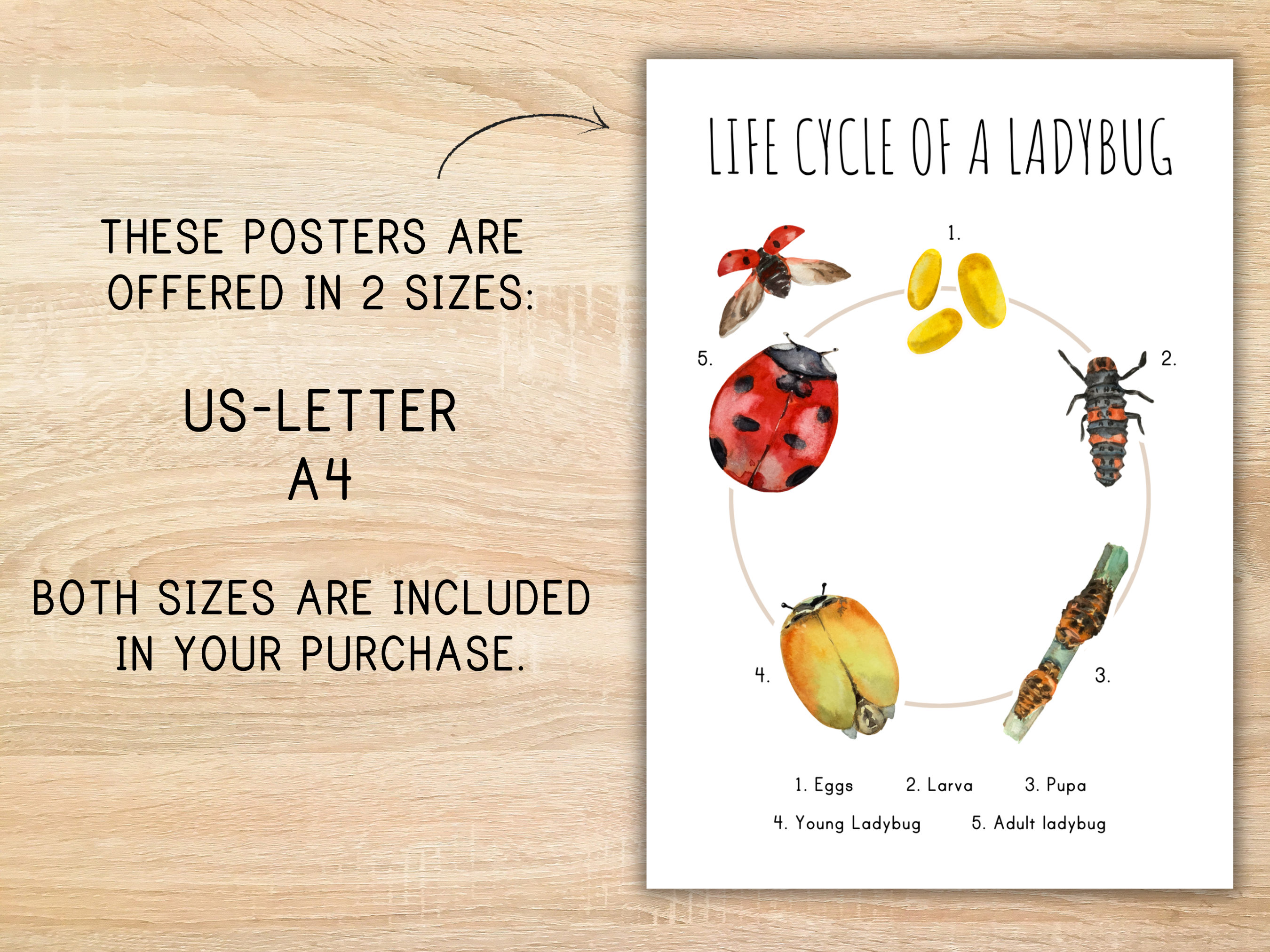 Life Cycle of a Ladybug Homeschool Printable Montessori Resource Life ...