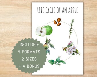 Apple Tree Life Cycle Poster - Etsy Canada