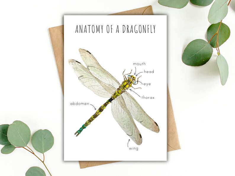 Dragonfly Features Anatomy of a Dragonfly Homeschool Printable Montessori Resource Anatomy ...