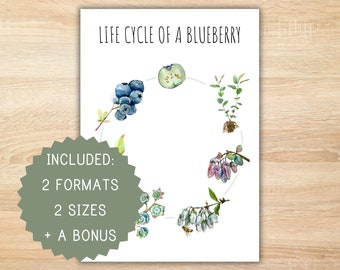 Life cycle of a blueberry homeschool printable montessori resource life cycle poster blueberry poster preschool activity classroom decor