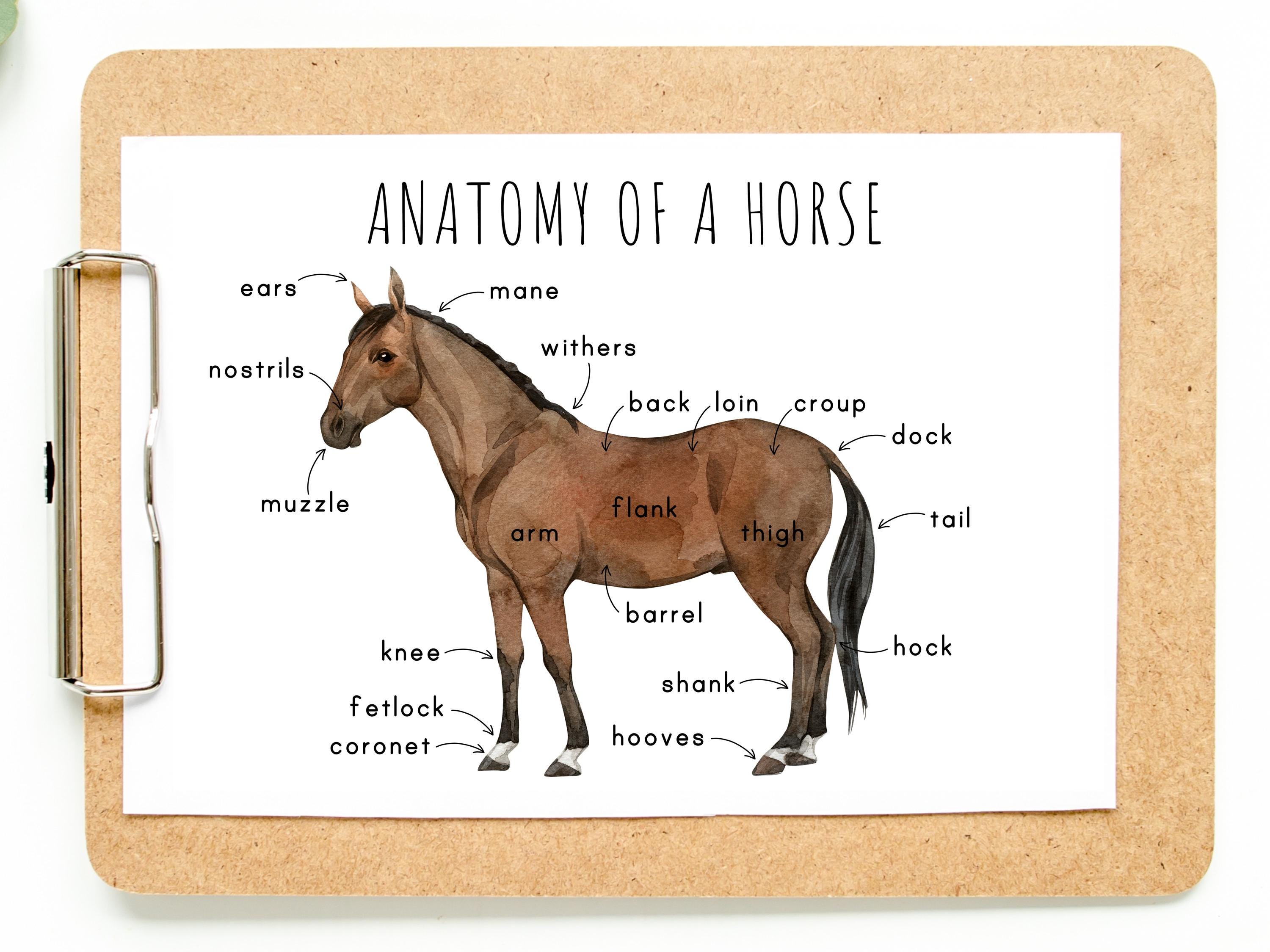 Anatomy of a Horse Homeschool Printable Montessori Resource Anatomy ...