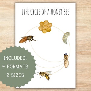 Lebenszyklus einer Biene homeschool druckbares Plakat Montessori Lebenszyklus Bienenplakat Vorschulaktivität Klassenzimmer Dekor Biene
