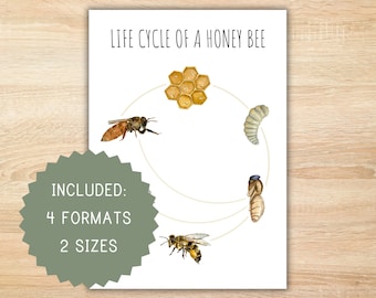 Ciclo de vida de una abeja, recurso Montessori para educación en el hogar, imprimible, póster del ciclo de vida, póster de abejas, actividad preescolar, decoración del aula, abeja