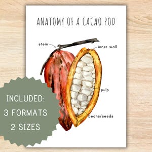 Anatomy Of A Cacao Pod Homeschool Printable Montessori Resource Anatomy Anatomy Of A Cacao Pod Homeschool Printable Montessori Resource Anatomy