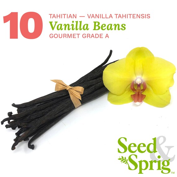 Tahitian Vanilla Beans 10 Pack Bulk Whole Vanilla Pods & Etsy