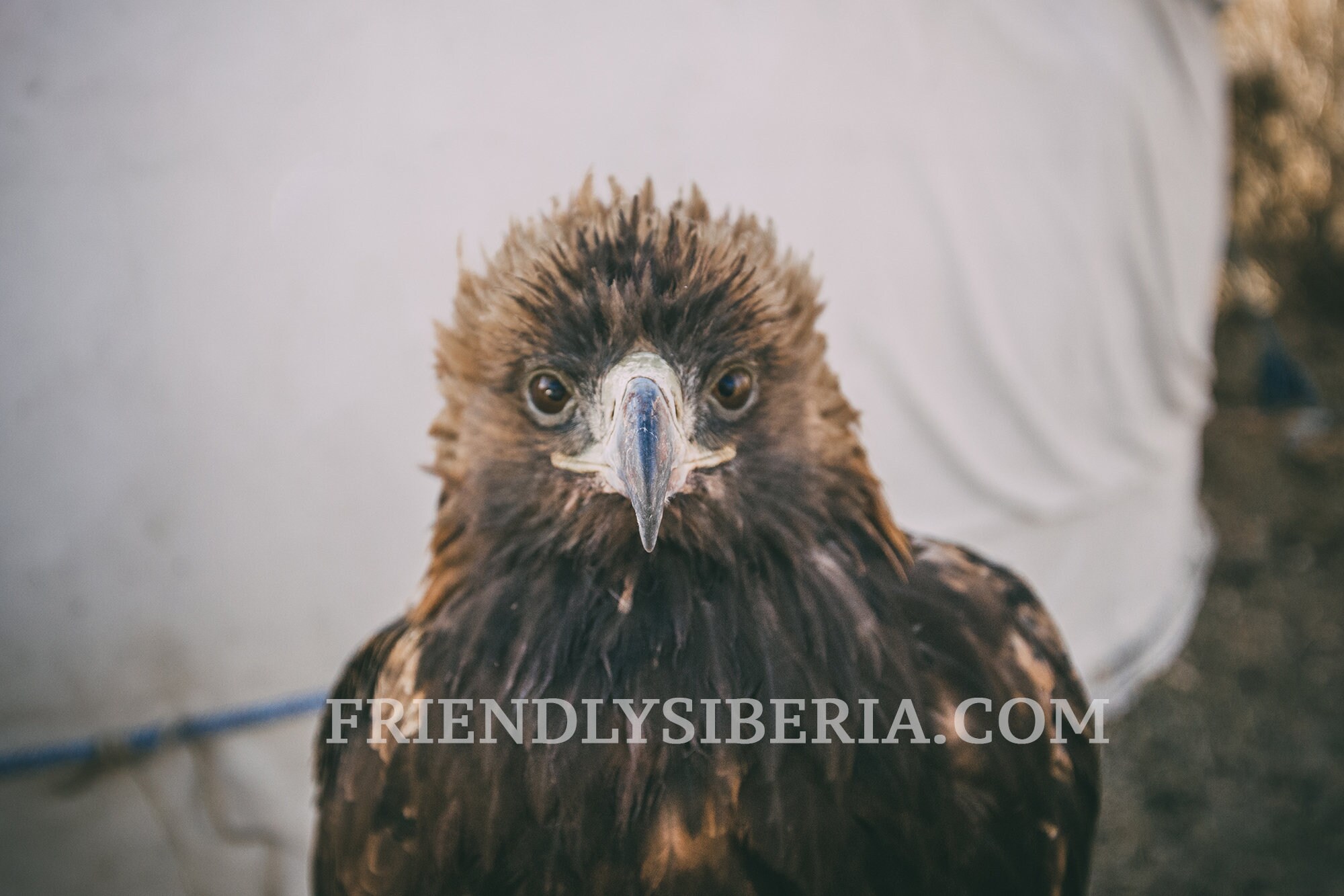 Aigle Royal Oiseau Sauvage De Mongolie Berkutchi Berkut Etsy