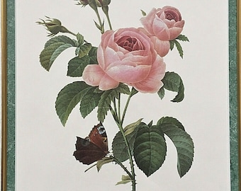 Pierre-Joseph Redoute Botanical Lithography Rosier A Cent Feuilles (Rosa Centifolia). Framed Under The Glass.