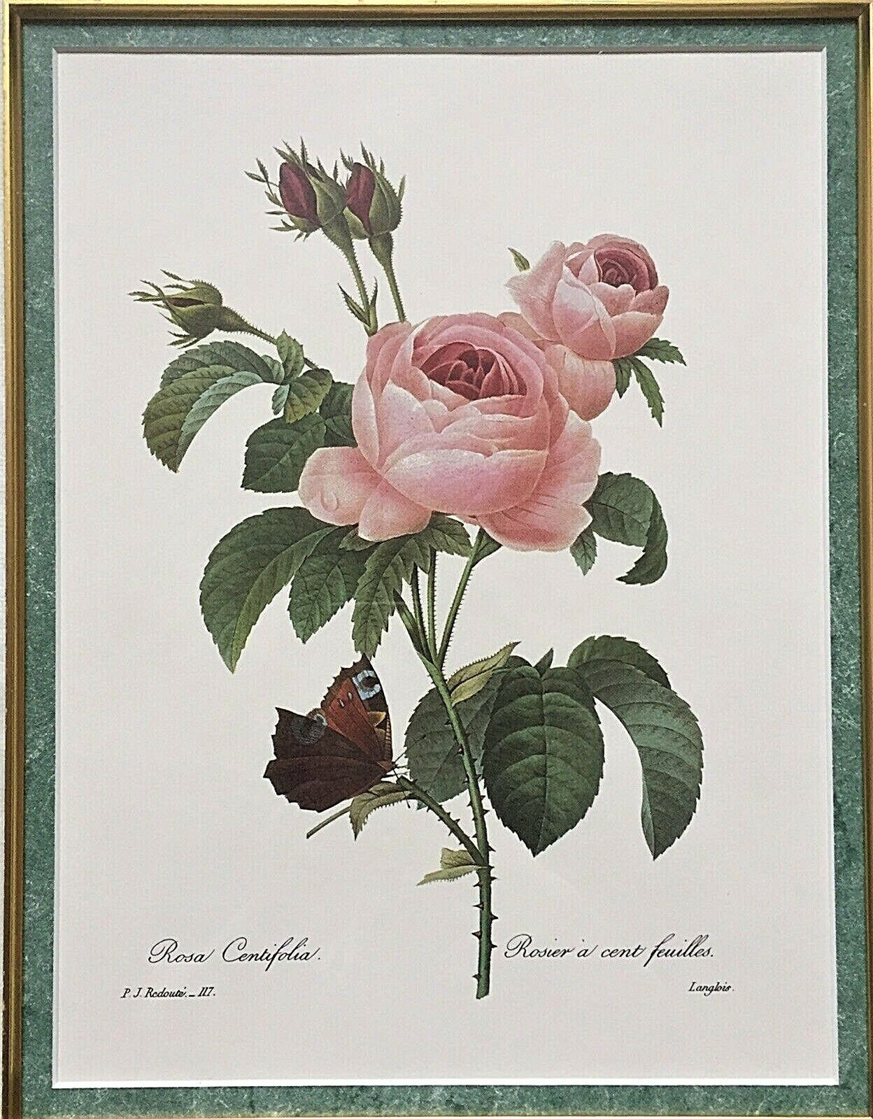 Pierre-joseph Redoute Botanical Lithography Rosier A Cent