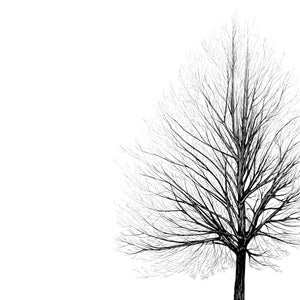 Puede incluir: Un árbol desnudo con ramas que se extienden sobre un fondo blanco. El árbol está silueteado sobre el fondo blanco.