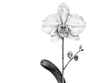 Stampa orchidea su carta Fine