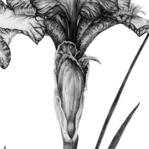 Pu&ograve; includere: Un disegno a matita in bianco e nero di un fiore di iris. Il fiore &egrave; in fiore e i petali sono ricurvi all'indietro. Lo stelo &egrave; lungo e sottile, e le foglie sono lunghe e strette.