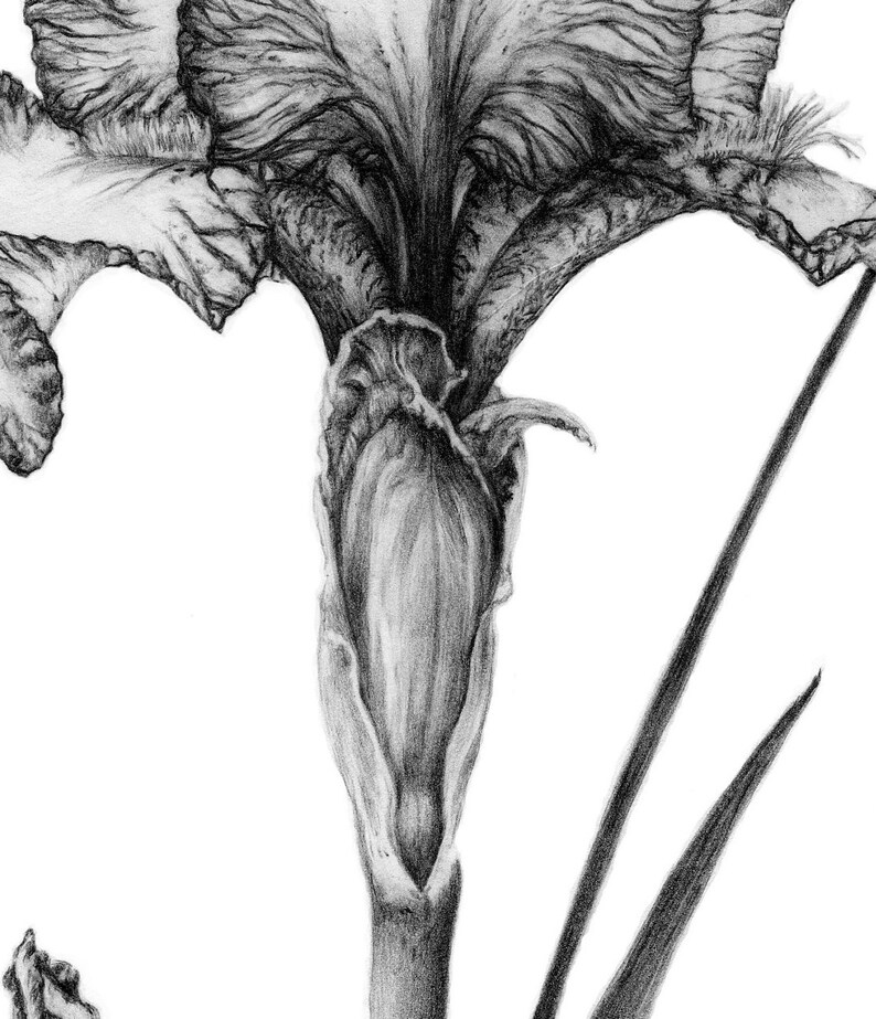 Pu&ograve; includere: Un disegno a matita in bianco e nero di un fiore di iris. Il fiore &egrave; in fiore e i petali sono ricurvi all'indietro. Lo stelo &egrave; lungo e sottile, e le foglie sono lunghe e strette.
