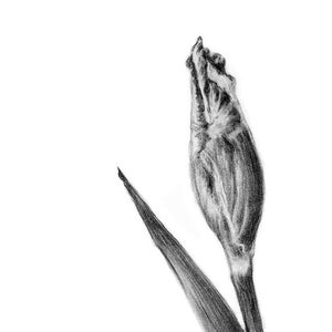 Pu&ograve; includere: Un disegno a matita in bianco e nero di un singolo bocciolo di iris con una foglia.