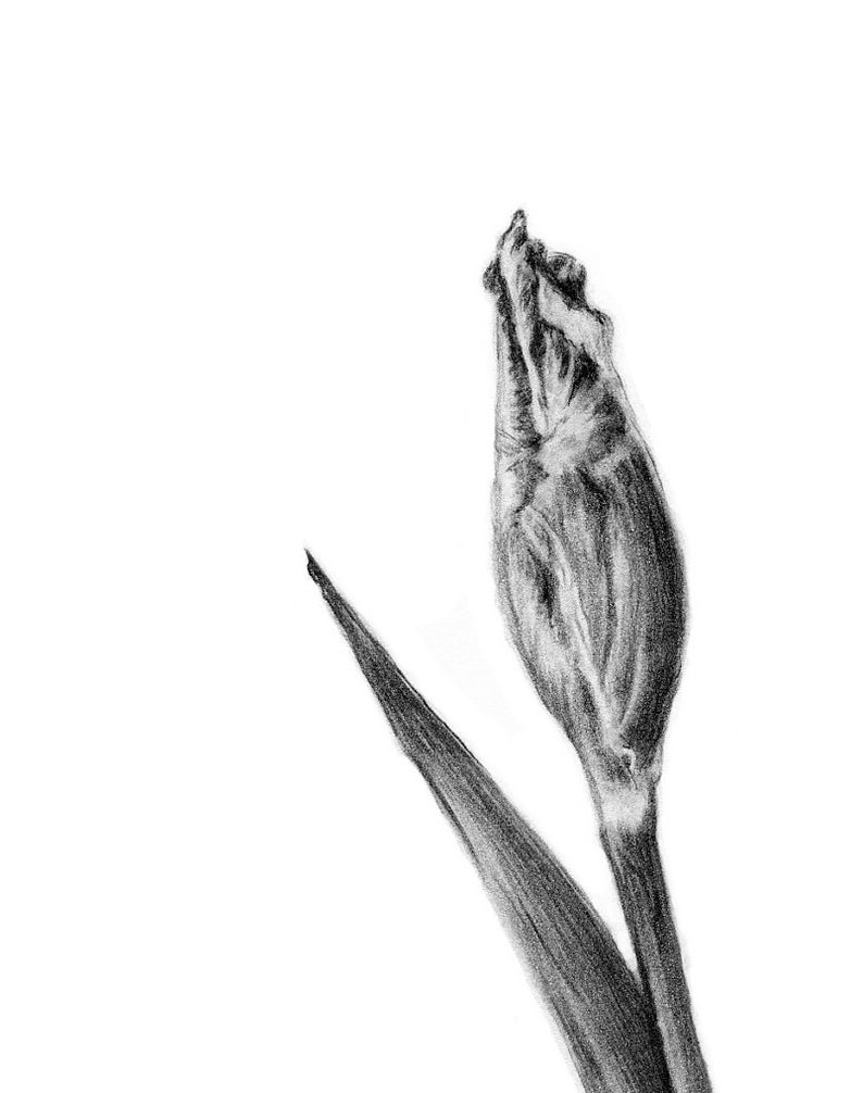 Pu&ograve; includere: Un disegno a matita in bianco e nero di un singolo bocciolo di iris con una foglia.