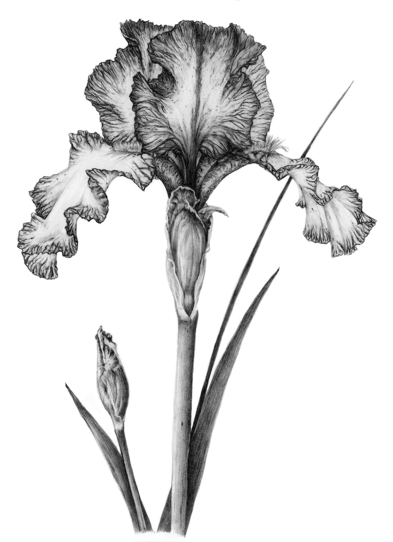 Pu&ograve; includere: Un disegno a matita in bianco e nero di un fiore di iris con un bocciolo. Il fiore &egrave; in piena fioritura e ha un design delicato e intricato.