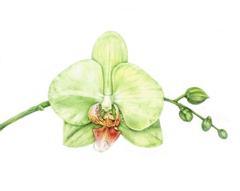 Orchidea phalaenopsis verde