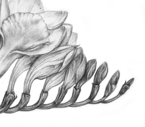 Freesia Flower Print - Etsy