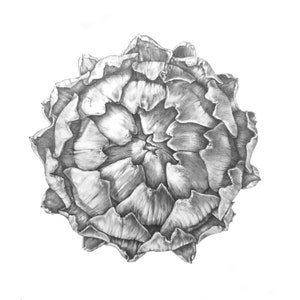 Artichoke