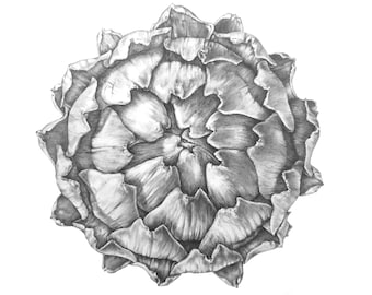 Carciofo
