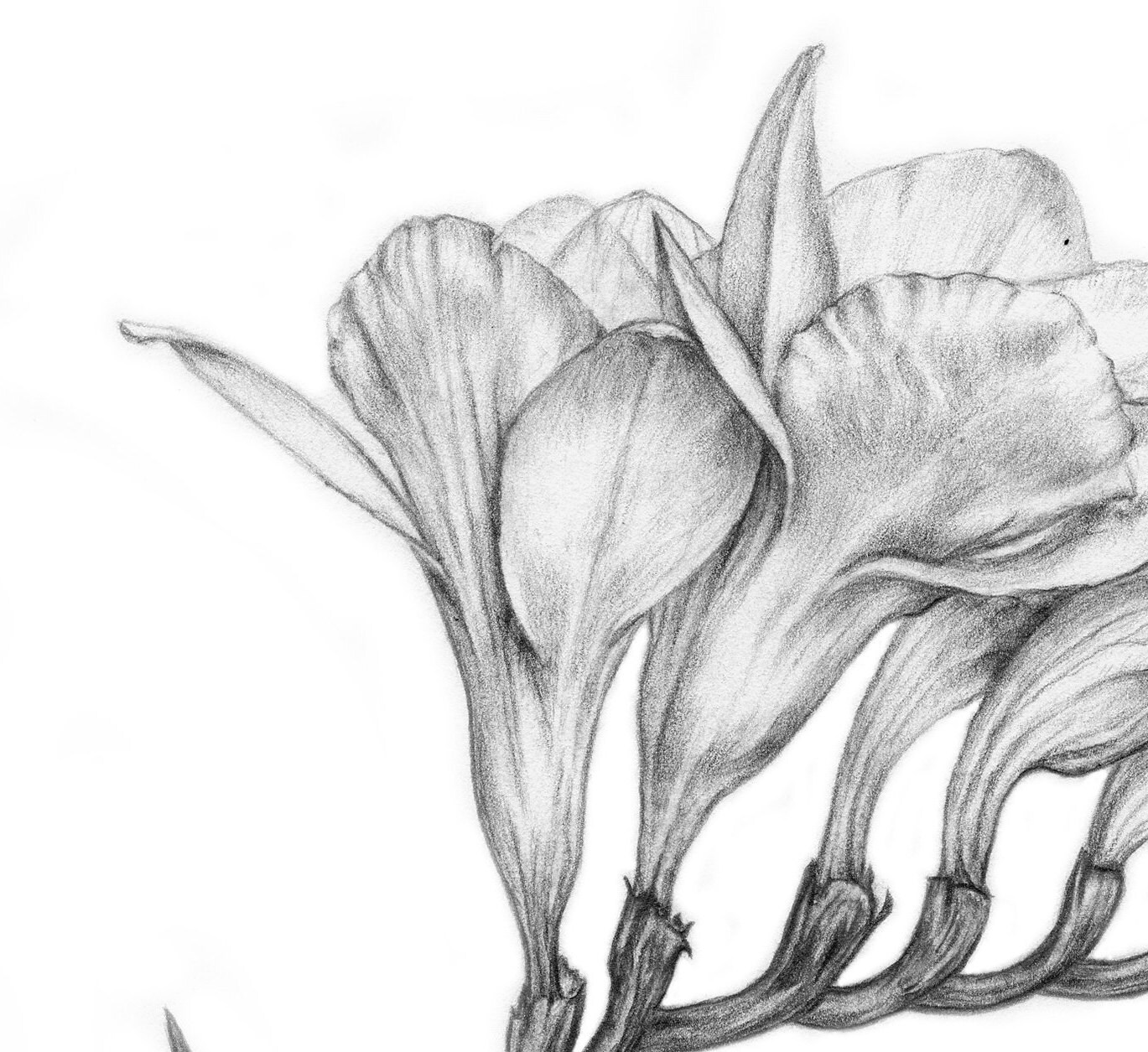 Freesia Paintings for Sale - Fine Art America