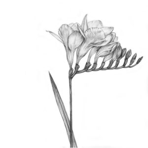 Freesia Flower Print