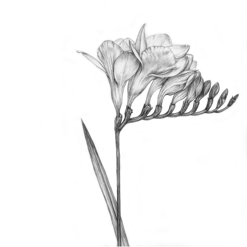 Download Best of Freesia Flower Drawing - flowers pictures