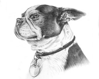 Puck The Boston Terrier