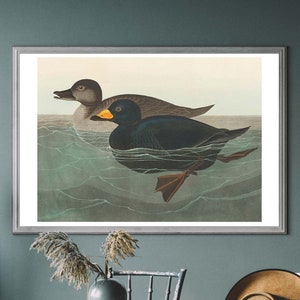 Mallard Duck Vintage Art Print, Birds of America Painting, Duck Illustration, Bird Watcher Gift