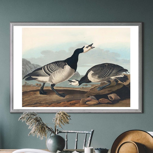 Barnacle Goose Vintage Art Print, Birds of America Decor, Heron Illustration, Tropical Bird, Bird Watcher Gift