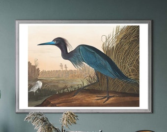 Blue Crane Vintage Art Print, Birds of America Decor, Antique Bird Illustration, John Audubon Poster