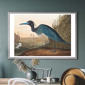 Blue Crane Vintage Art Print – Birds of America Decor, Antique Bird Illustration, John Audubon Poster