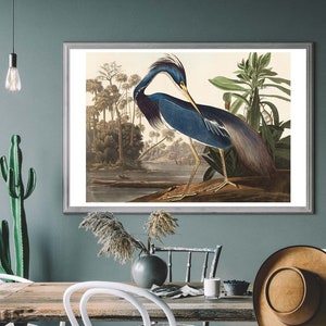Louisiana Heron Vintage Art Print, Birds of America Decor, Heron Illustration, Tropical Bird, Bird Watcher Gift