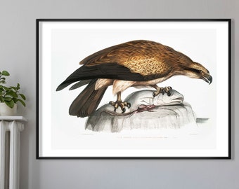 Eagle Vintage Art Print – Birds of America Decor, Antique Bird Illustration, John Audubon Poster