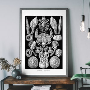 Puede incluir: Ilustración vintage en blanco y negro de percebes, un tipo de crustáceo, con el texto "Cirripedia - Barnacle-like".