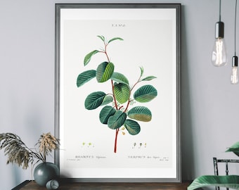 Vintage Alpine Buckthorn Print – Antique Botanical Illustration, Minimal Nature Wall Art, Plant Diagram Poster