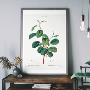 Vintage Alpine Buckthorn Print – Antique Botanical Illustration, Minimal Nature Wall Art, Plant Diagram Poster