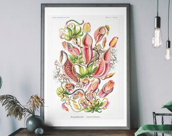 Op de afbeelding: Een vintage botanische illustratie van een Nepenthes, een vleesetende plant, met ingewikkelde details van zijn rode en groene kanvormige bladeren. De illustratie is ingelijst en heeft de titel "Nepenthes -  Sarracenioides."