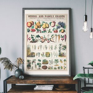 Vintage Botanical Print, Antique Botany Chart, Nature Art Print, Fruit And Vegetable Wall Art