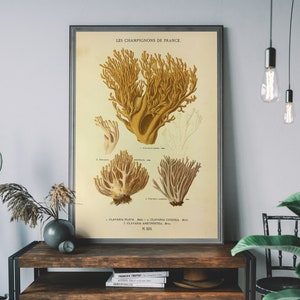 Mushroom Wall Art, Botanical Illustration Art Print, Vintage Champignons Poster