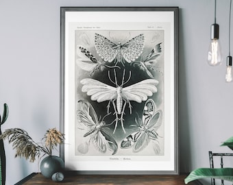 Vintage Moth Art Print – Antique Insect Illustration, Moth Wall Chart, Natural History Decor
