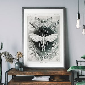 Vintage kunstprint nachtvlinder – antieke illustratie insecten, muurkaart nachtvlinder, natuurhistorisch decor