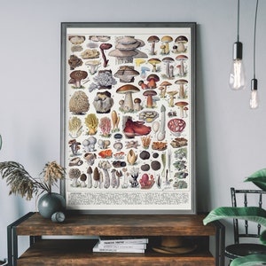 Mushroom Chart Vintage Art Print, Toadstool Print, Botanical Fungi Poster, Cottagecore Home Decor