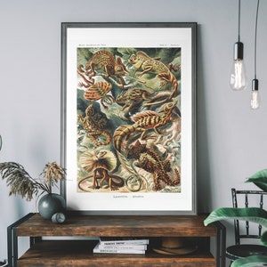 Könnte beinhalten: Vintage wissenschaftliche Illustration verschiedener Eidechsenarten, darunter ein Chamäleon, ein Kragenechse und eine Stacheleidechse. Die Illustration ist detailliert und realistisch, mit leuchtenden Farben und filigranen Details. Der Titel der Illustration lautet "Lacerttilia -  Geckones".