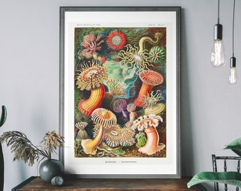 Vintage Ernst Haeckel zeeanemonenprint – muurkunst oceaan, nautisch decor, poster wetenschappelijke illustratie